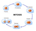 Cell division. Mitosis. Royalty Free Stock Photo