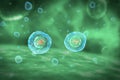 Cell Division Stages of Mitosis Royalty Free Stock Photo