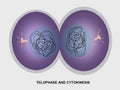 Cell Division Telophase and Cytokinesis Royalty Free Stock Photo