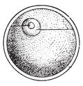 The Cell, the elementary egg of all organized beings, vintage engraving