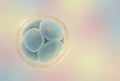 8 cell human embryo developing in zona pellucida Royalty Free Stock Photo