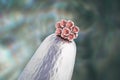 16-cell human embryo on a needle tip Royalty Free Stock Photo