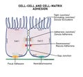 Cell- Cell and Cell- Matrix Adhesion Royalty Free Stock Photo