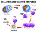 Cell-mediated immune response Royalty Free Stock Photo