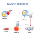 Cell-mediated immunity. Royalty Free Stock Photo