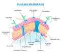 Cell Membrane Anatomy Royalty Free Stock Photo