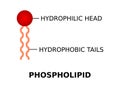 Phospholipid with hydrophilic head and hydrophobic tails. Phospholipid molecule structure.