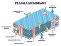 Cell membrane or cytoplasmic membrane microscopic structure outline diagram