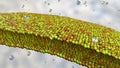 Cell membrane, 3D illustration Royalty Free Stock Photo