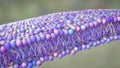 Cell membrane, 3D illustration Royalty Free Stock Photo