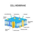 Cell membrane Royalty Free Stock Photo