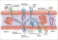 Of a cell membrane illustrating various proteins and structure Royalty Free Stock Photo
