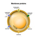 Cell membrane with ion channels