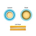 Cell membrane Lipid bilayer, Micelle, Liposome. Phospholipids Royalty Free Stock Photo