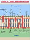 Cell membrane. plasma membrane structure scheme education info graphic