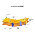 Cell membrane proteins Royalty Free Stock Photo