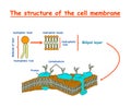 Cell membrane structure diagram info graphic on white background isolated. Education illustration Royalty Free Stock Photo