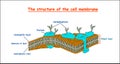 Cell membrane structure on white background isolated. Education vector illustration Royalty Free Stock Photo