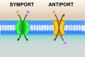 Cell membrane transport systems illustration Royalty Free Stock Photo