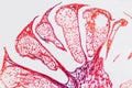 Cell microscopic- flower ovary