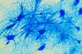 Cell microscopic- Neuron Tissue