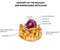 Cell Nucleus and Endoplasmic reticulum Royalty Free Stock Photo