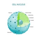 Cell nucleus. parts of the cell nucleus Royalty Free Stock Photo