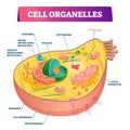 Cell organelles biological anatomy vector illustration diagram Royalty Free Stock Photo