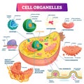Cell organelles biological vector illustration diagram Royalty Free Stock Photo