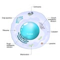 Cell organelles. Structure and anatomy of a animal cell