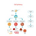 Cell potency. From Totipotent to Pluripotent, Multipotent, and Unipotent cell Royalty Free Stock Photo