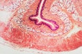 Cross section esophagus dog