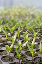 Cell seedlings production close-up