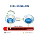 Cell signaling. intracrine, autocrine and endocrine signals. Royalty Free Stock Photo
