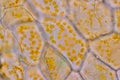 Cell structure flower, View of chromoplast showing in plant cells under the microscope. Royalty Free Stock Photo