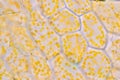 Cell structure flower, View of chromoplast showing in plant cells under the microscope. Royalty Free Stock Photo