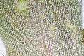 Cell structure Hydrilla, view of the leaf surface showing plant cells under the microscope. Royalty Free Stock Photo