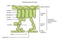 Cell structure of a leaf