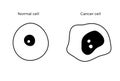 Cell structure: normal and cancer