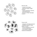 Cell structure: normal and cancer