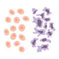 Cell structure: normal and cancer