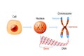 Cell Structure. Nucleus with chromosomes, DNA molecule, telomere and gene