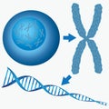 From cell to DNA. Royalty Free Stock Photo