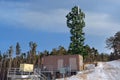 Cell Tower Disguised as a Tree Royalty Free Stock Photo
