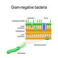 cell wall structure of Gram-negative Bacteria for example Helicobacter. Royalty Free Stock Photo