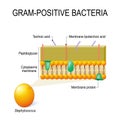 cell wall structure of Gram-positive Bacteria for example Staphylococcus. Royalty Free Stock Photo