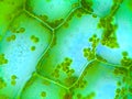 Elodea water plant under microscope Royalty Free Stock Photo