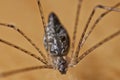 Cellar Spider