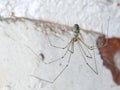 Cellar Spider - Daddy Long Legs - Pholcus phalangioides Royalty Free Stock Photo