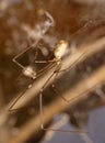 Cellar Spider - Daddy Long Legs - Pholcus phalangioides Royalty Free Stock Photo